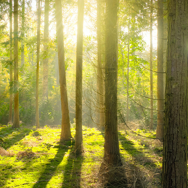 valdefis-prestation-bois-souches